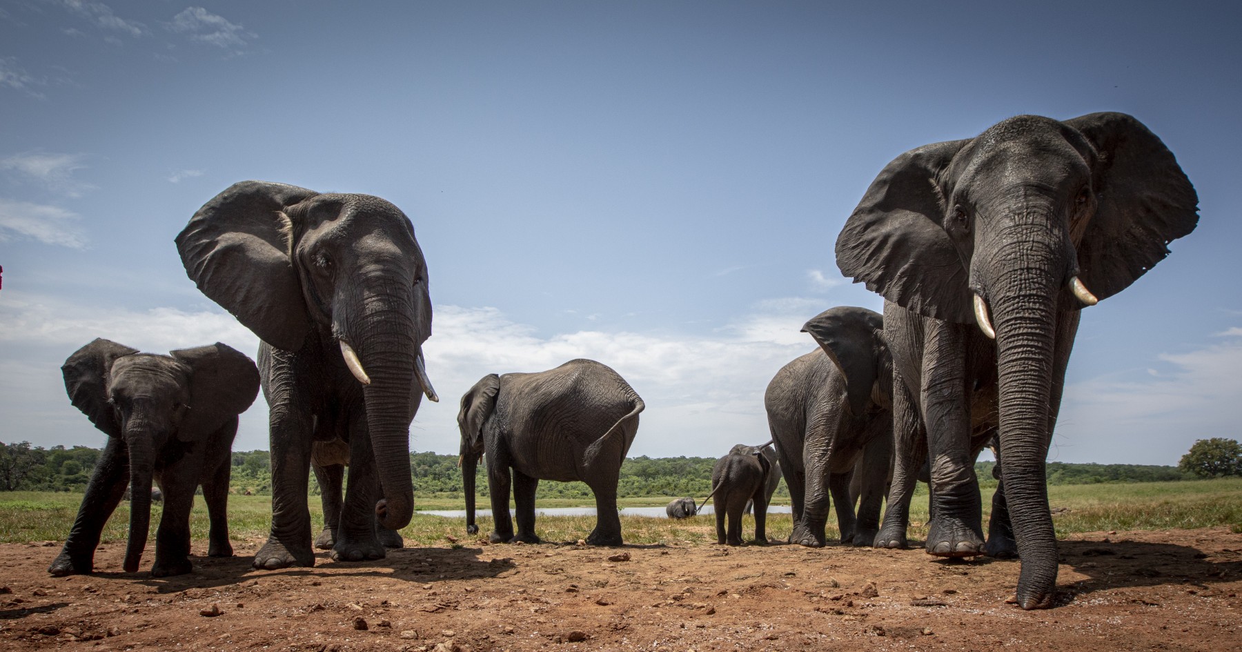 A heard of elephants walking in the wild