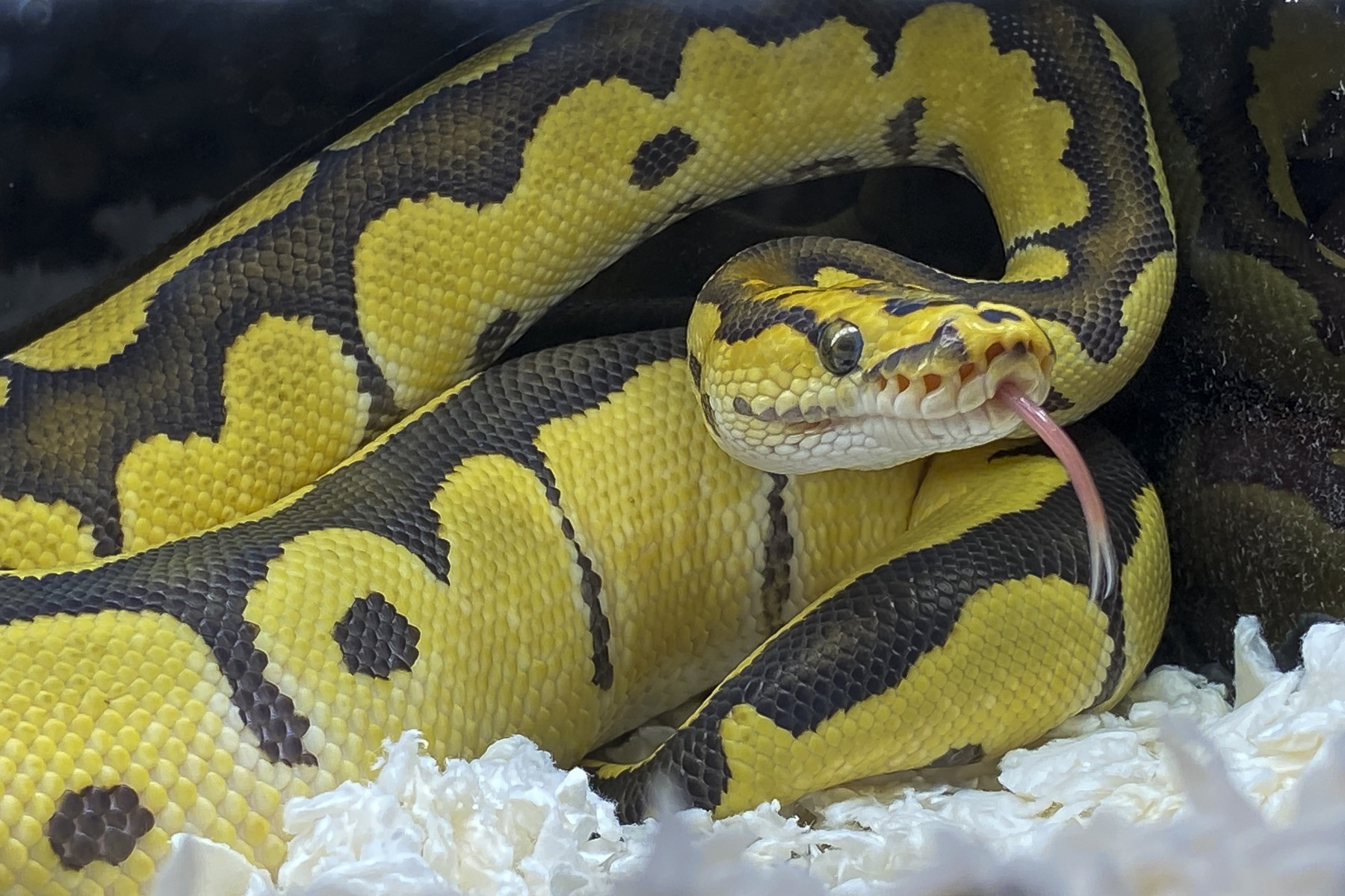 A snake with their tongue sticking out