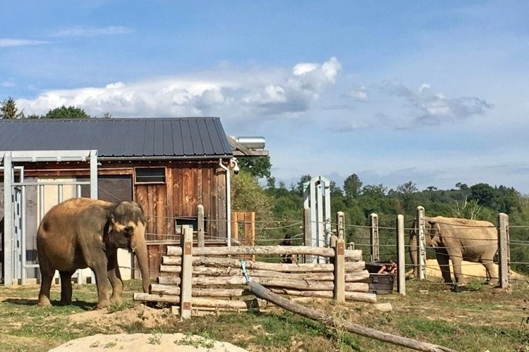 Two elephants at Europe's first elephant sanctuary