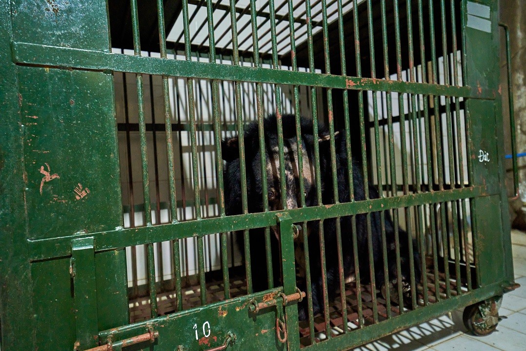 A bear in a cage on a bear bile farm