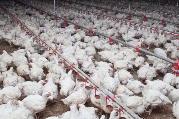 Chickens in factory farm, South Australia