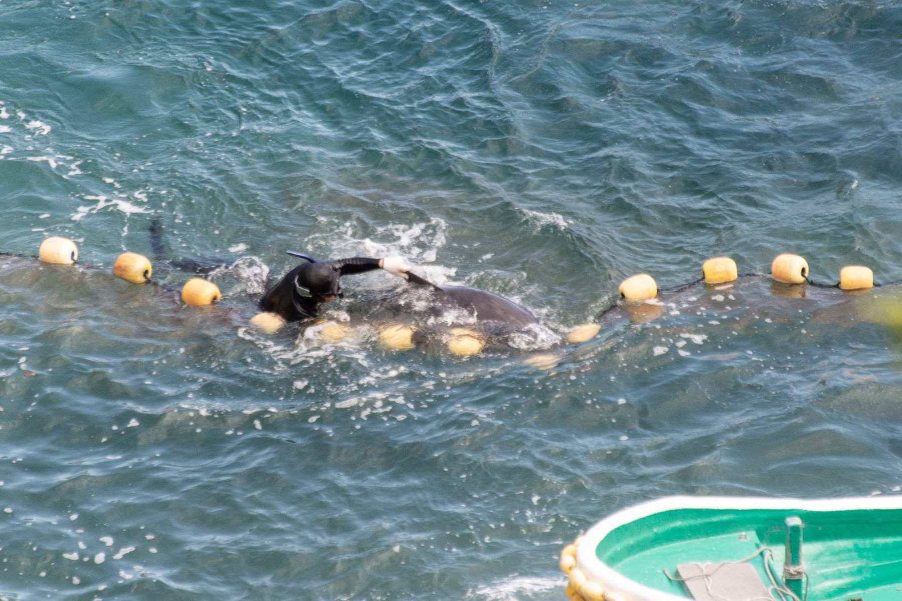 A dolphin being caught in Taiji