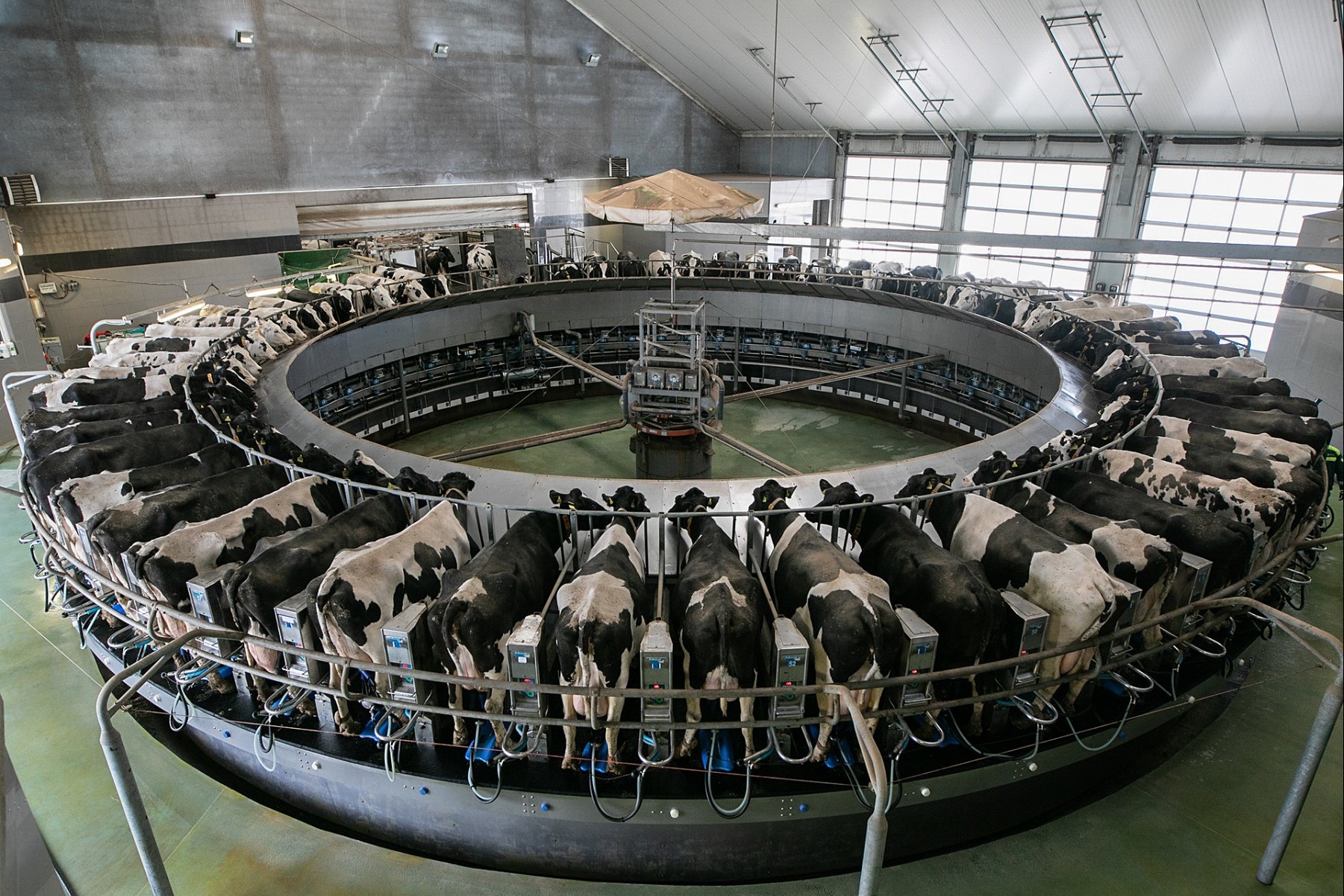 Dairy cows in an automated milking system