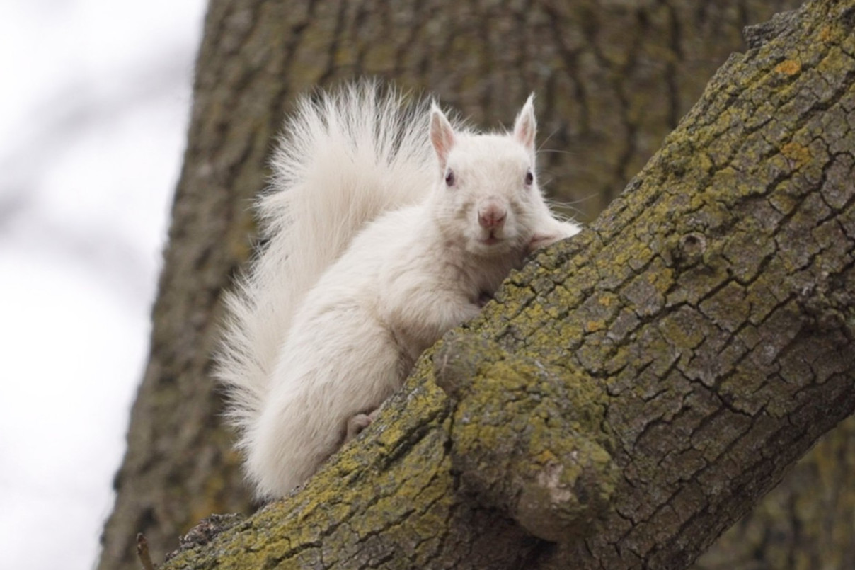 Pictured: A white squirrel. © Julian Victor