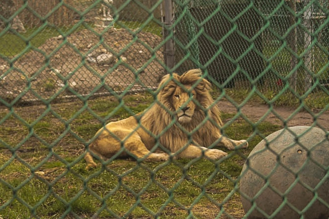Lion in small, barren enclosure 