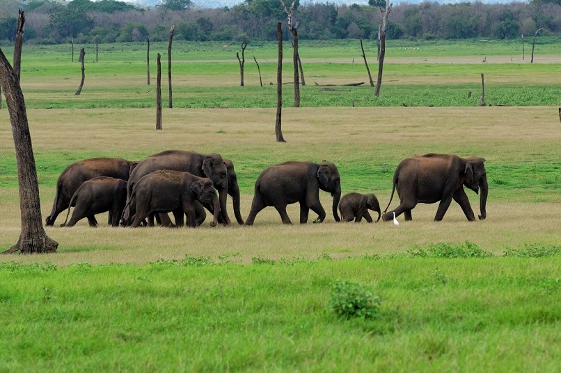 Tips to spot an elephant-friendly venue 