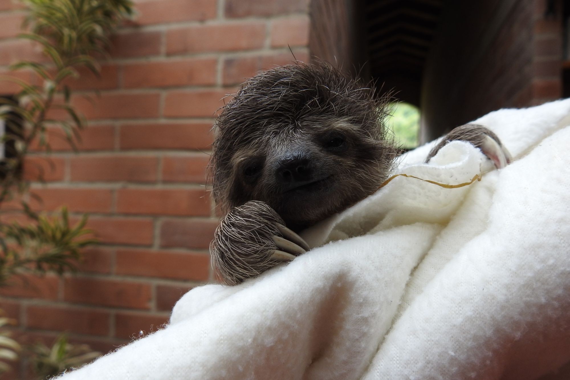 Male three-toed sloth
