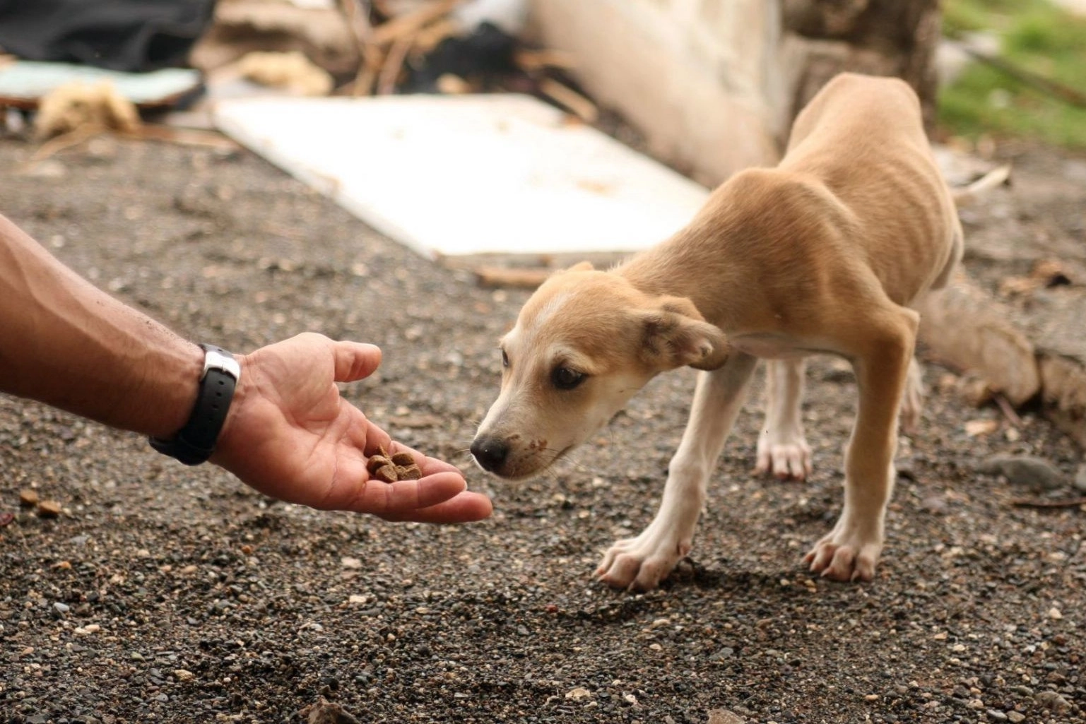 Protecting animals in disasters