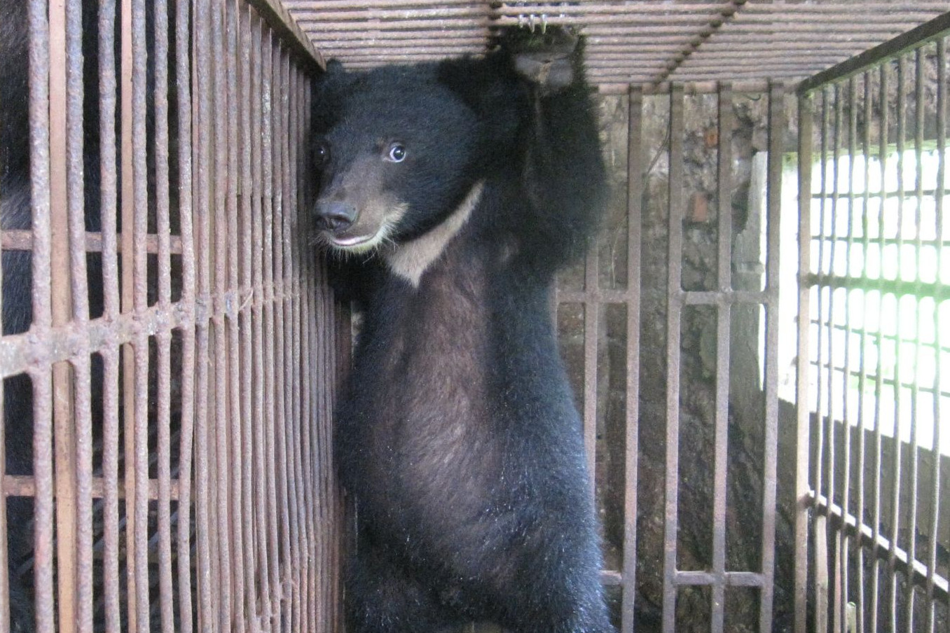 Ending the bear bile industry