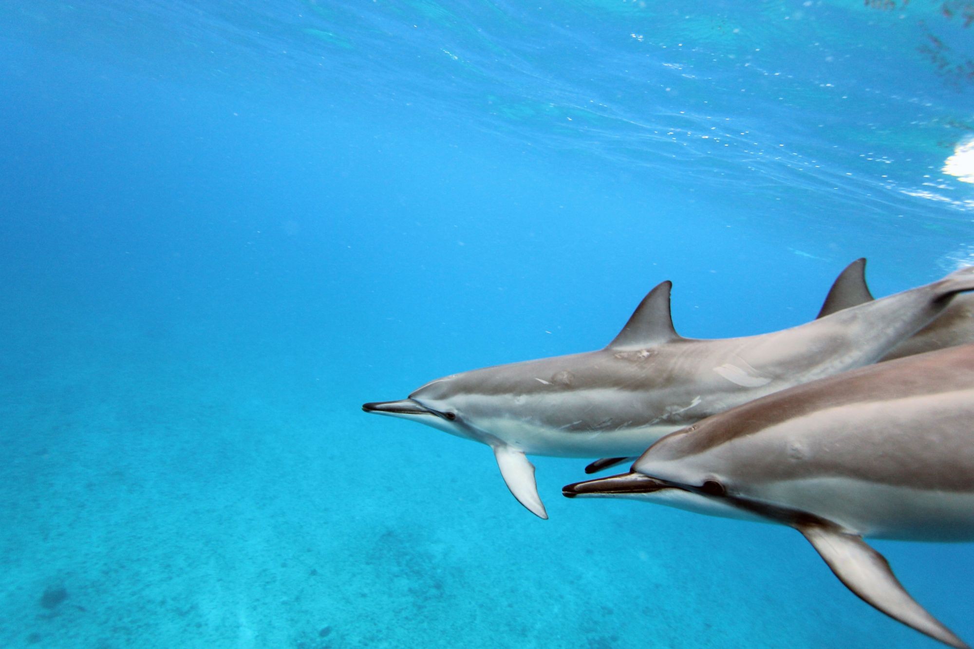 4 facts about dolphins that will blow your mind