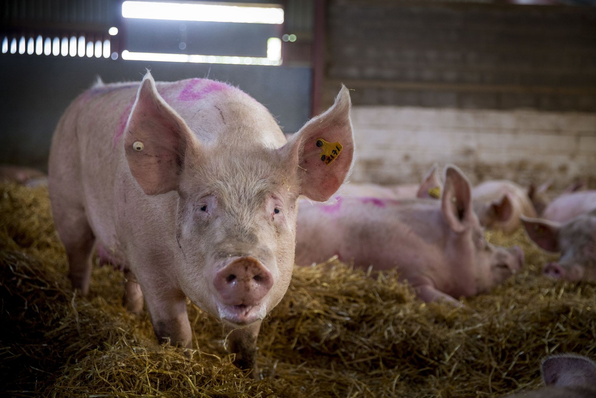 Porc dans une ferme de bien-être supérieur