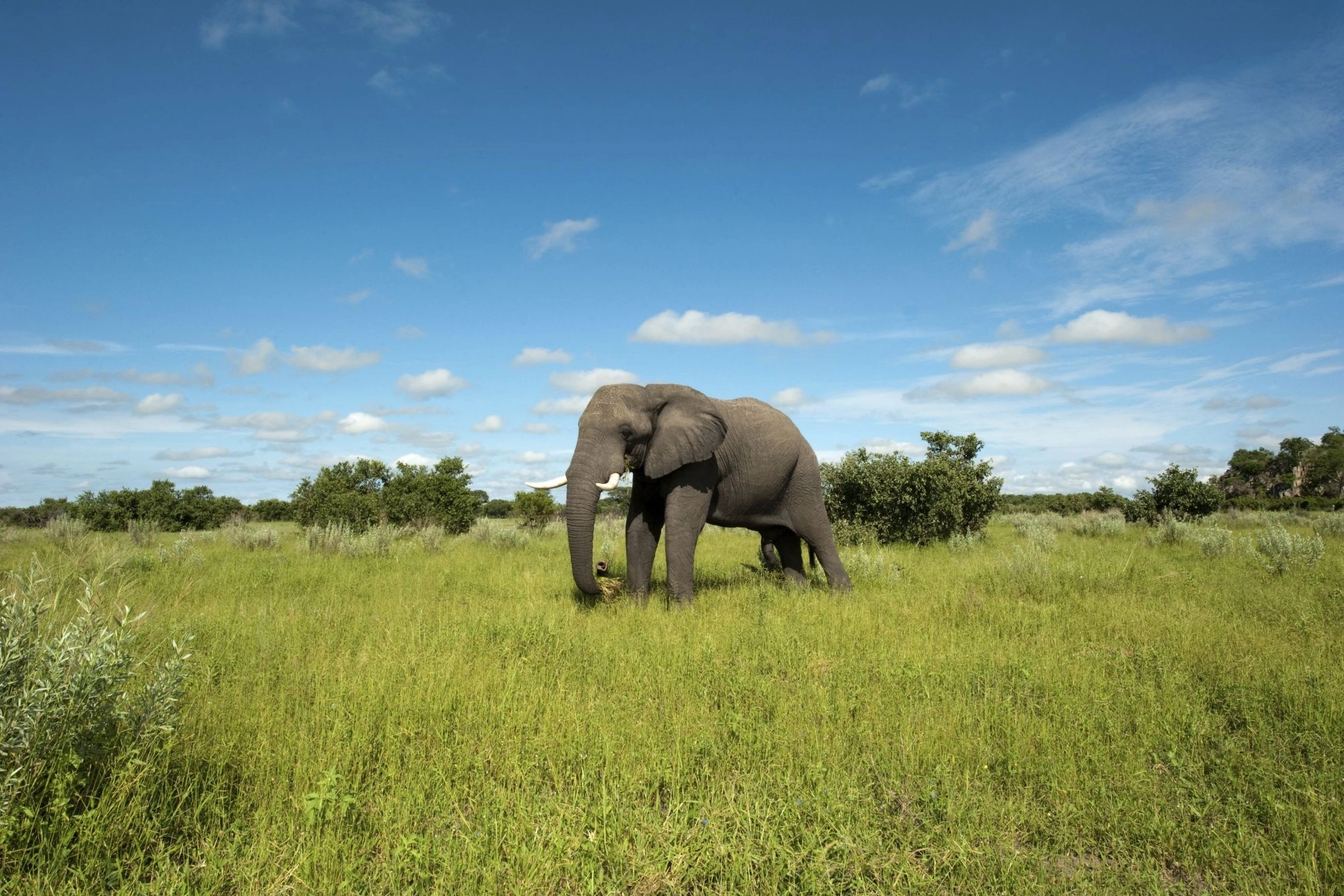 An elephant in Chobe National Park, Botswana