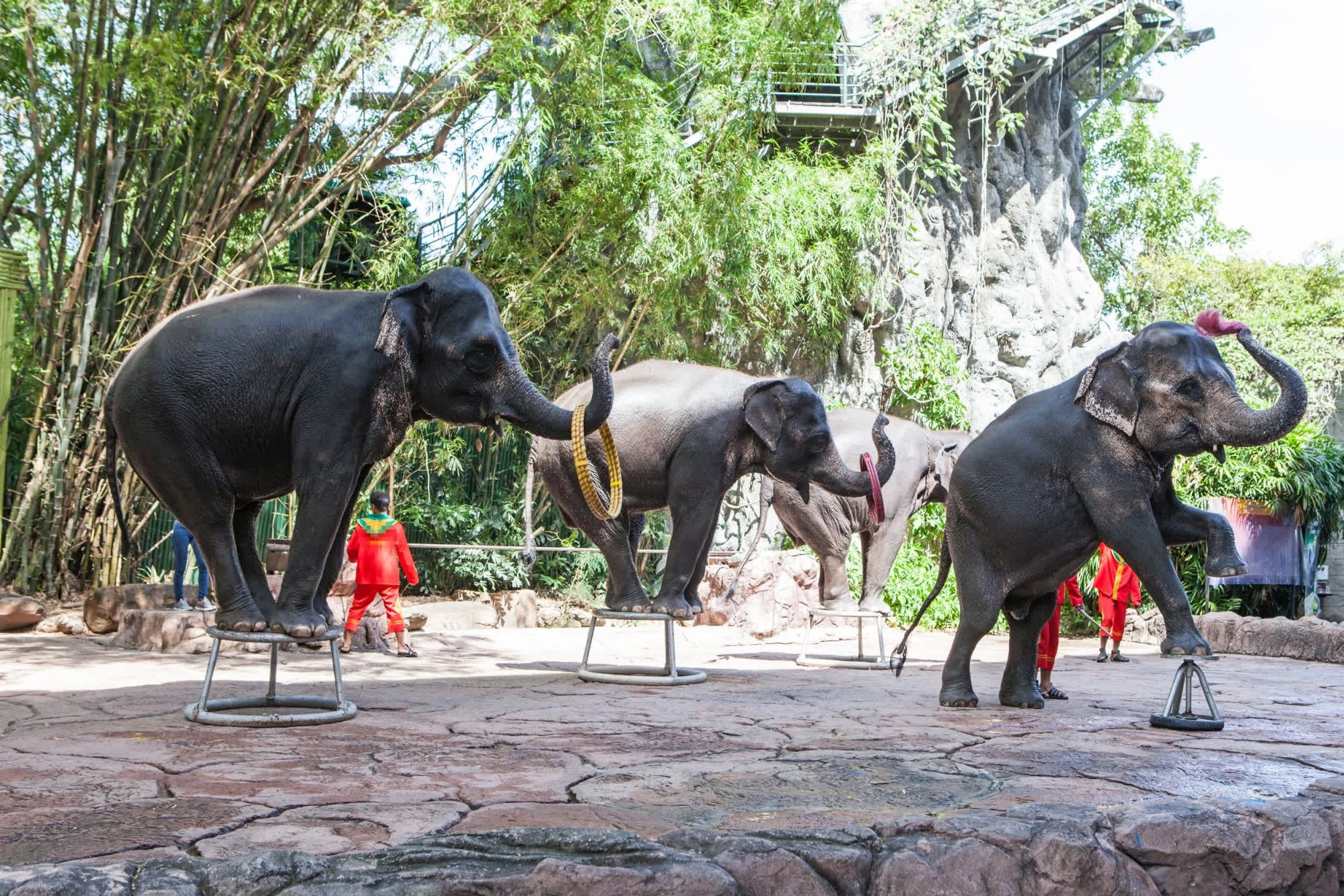 Elephants giving a performance in front of a large crowd of tourists at a wildlife venue in Thailand