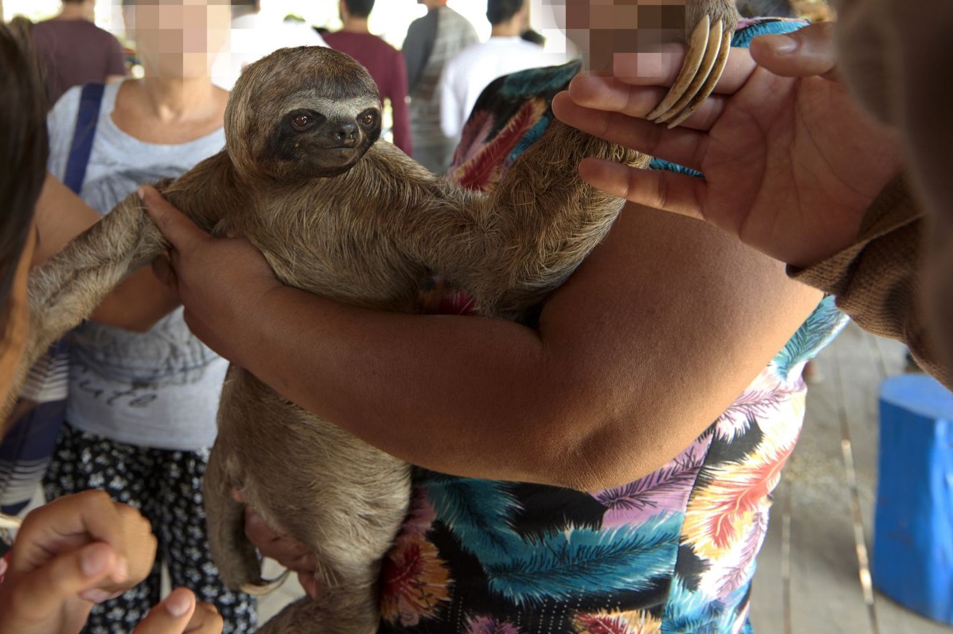Local sloths are taken from the wild and used for harmful selfies with tourists, in Puerto Alegria, Peru.
