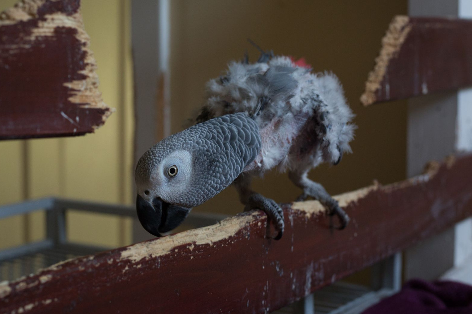 African grey parrot - Wildlife. Not pets - World Animal Protection