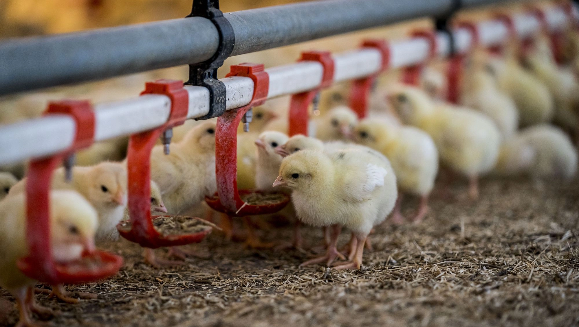 5 cool things you didn’t know about chickens
