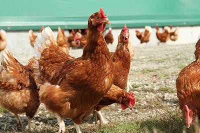 World Animal Protection applauds the Egg Farmers of Canada’s commitment to phase out barren battery cages