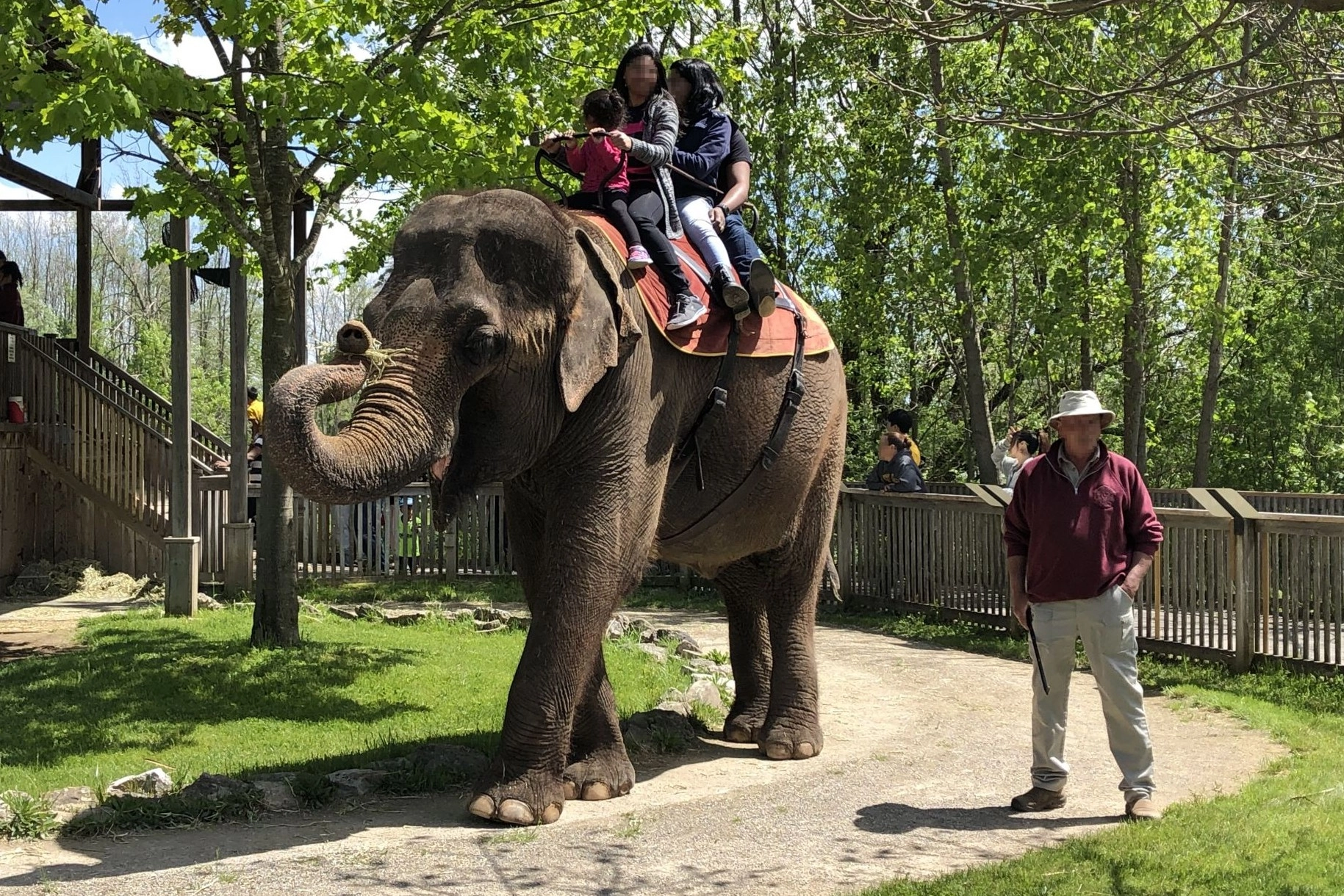 Elephant riding offered at African Lion Safari on June 2, 2019. Photo: World Animal Protection