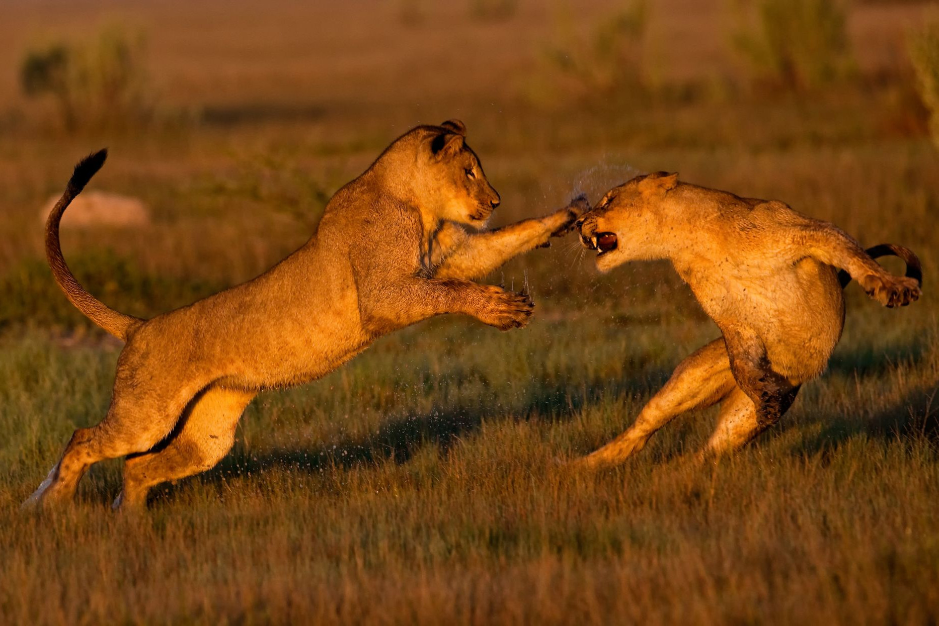 Two lions playing. Taken in Botswana by Don Gutoski