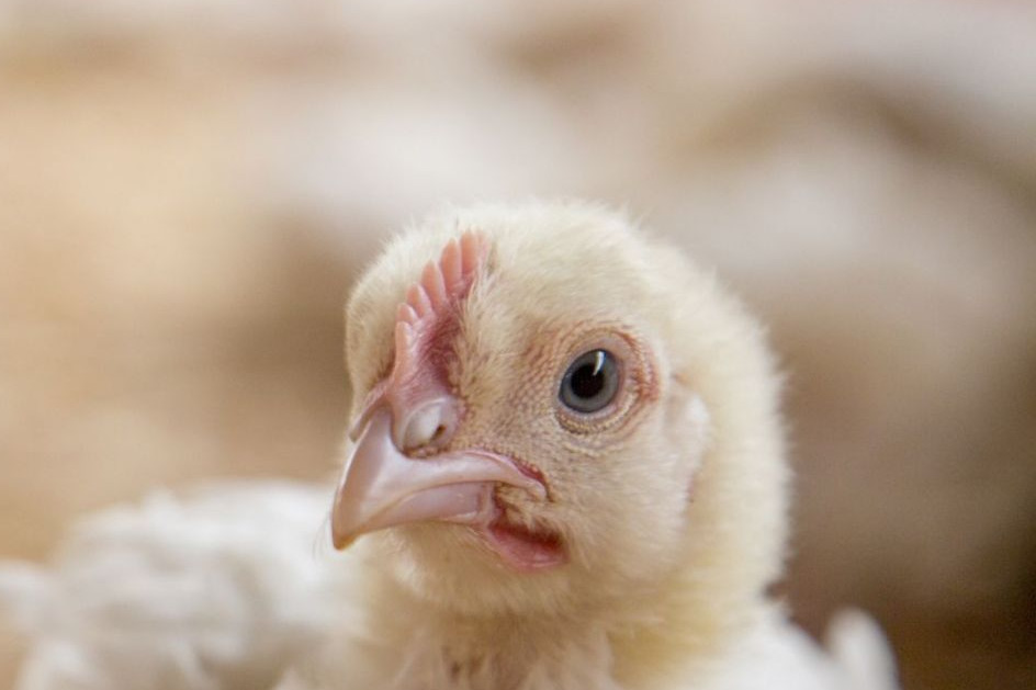 19 day old chicken at an indoor farm - World Animal Protection - Change for chickens