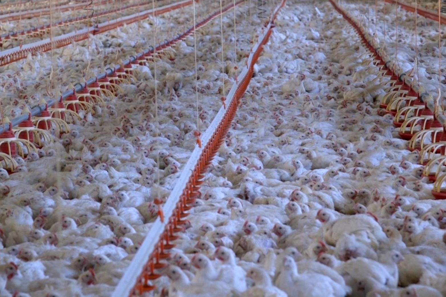 Pictured: 32 day old broiler chickens in a commercial indoor system