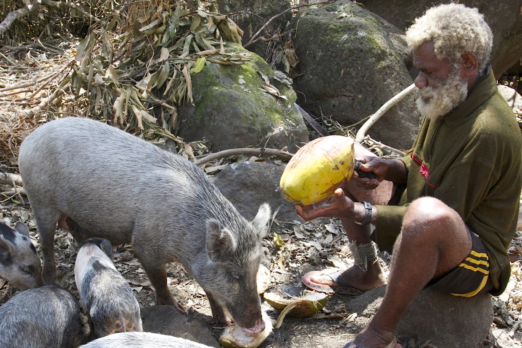 Protecting animals on the worst hit islands after Cyclone Pam