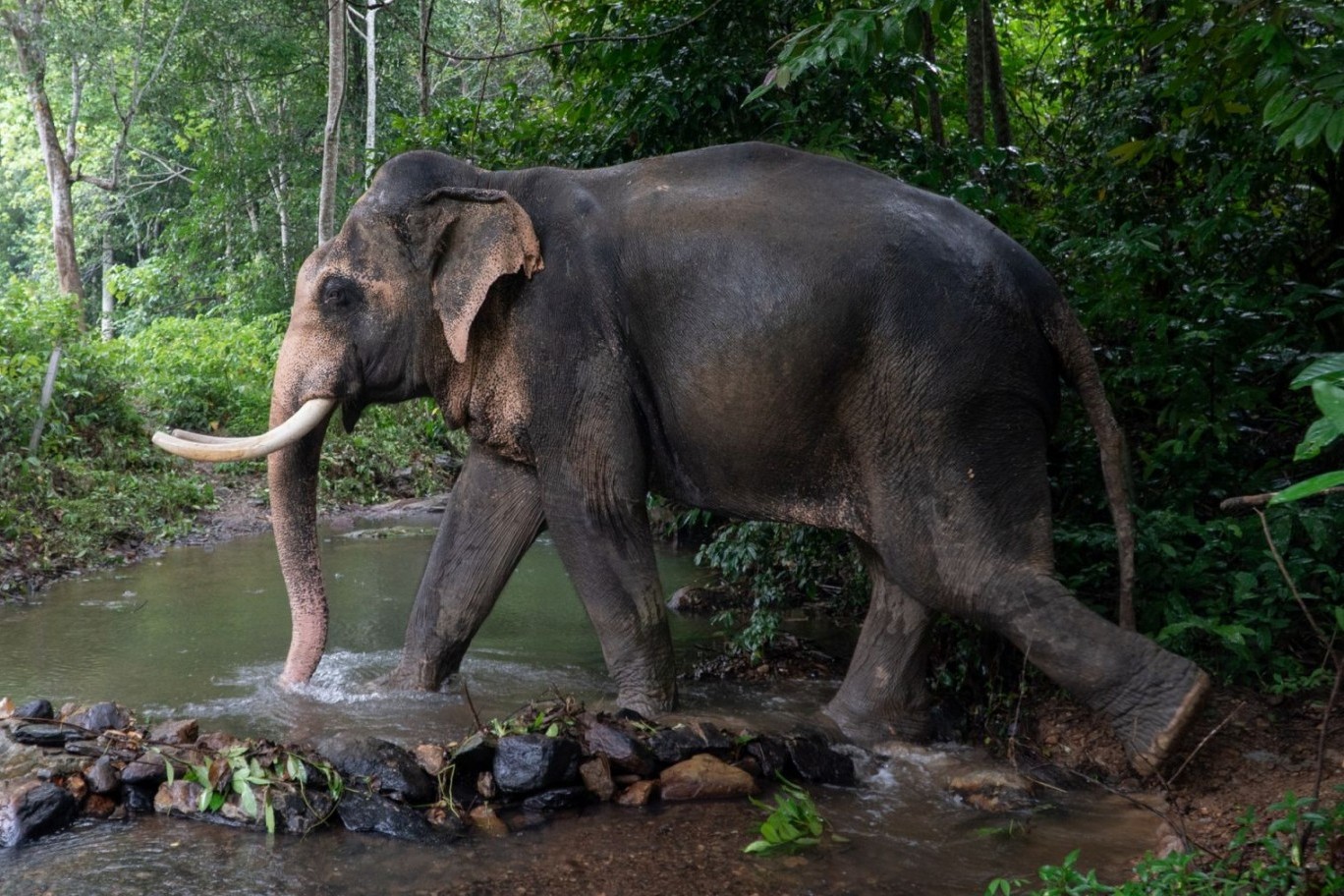 elephant walks through water at a high welfare venue in koh lanta thailand