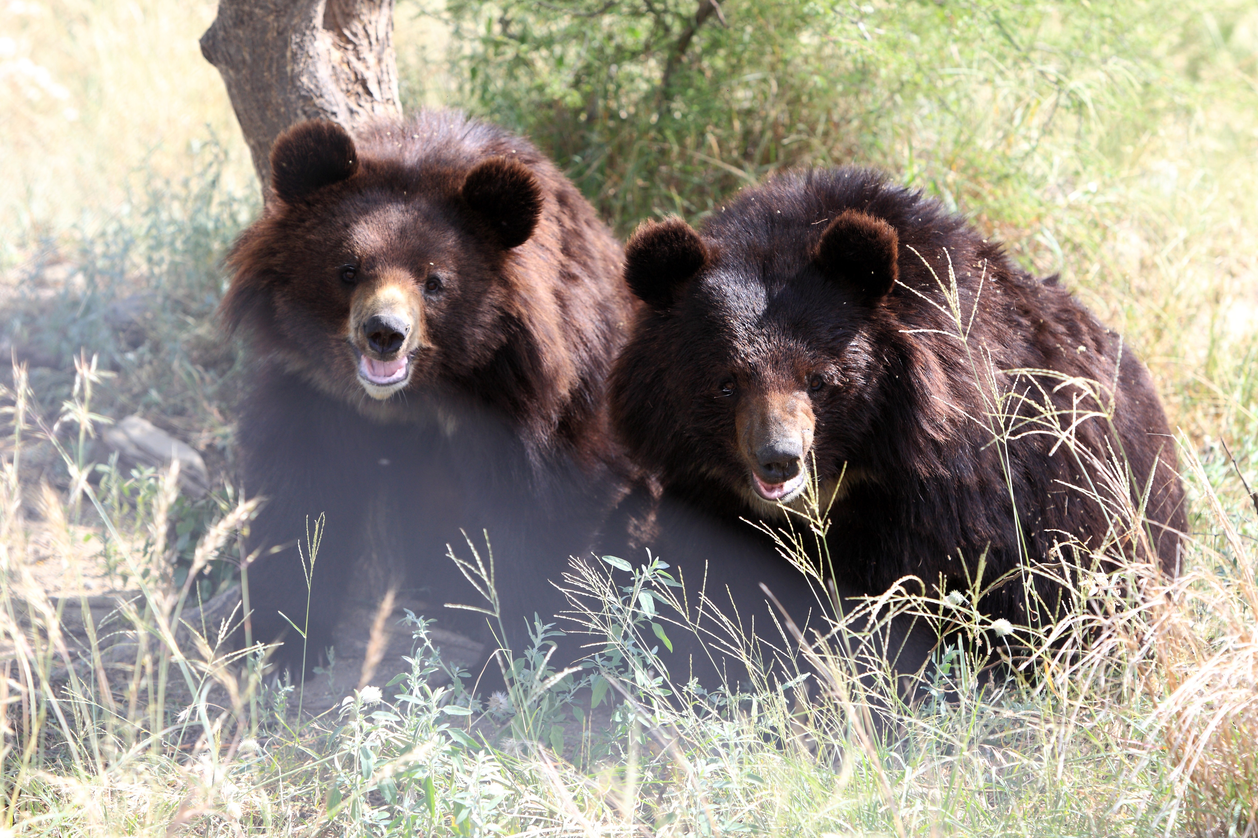 Two bears at BRC's Balkasar Sanctuary in Pakistan, which is part funded by World Animal Protection