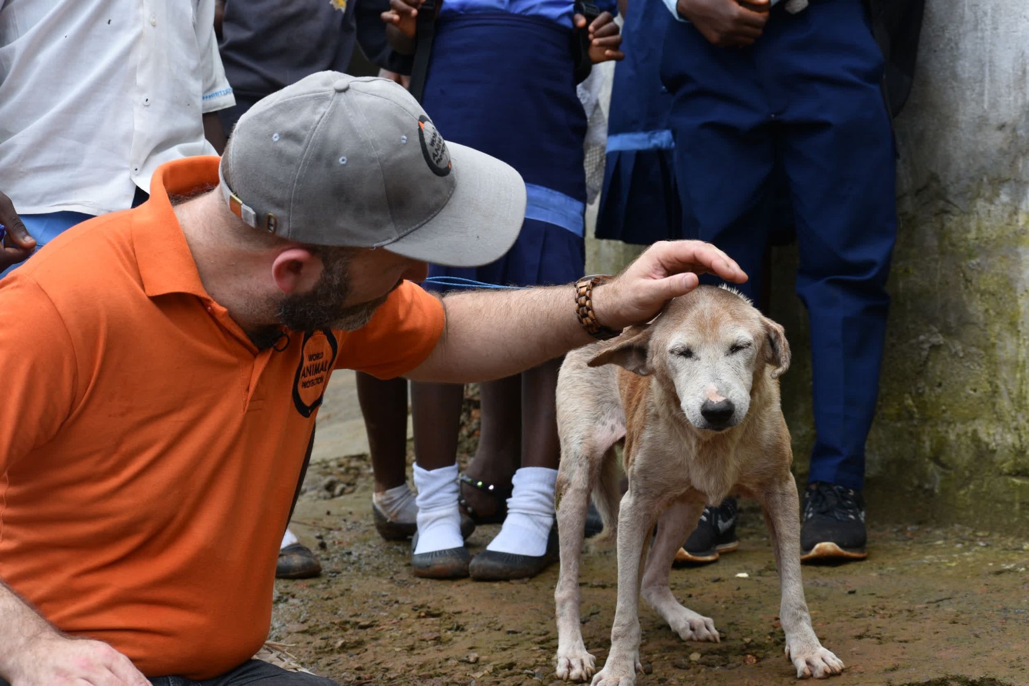 Photo from dog vaccination drive in Freetown, Sierra Leone 