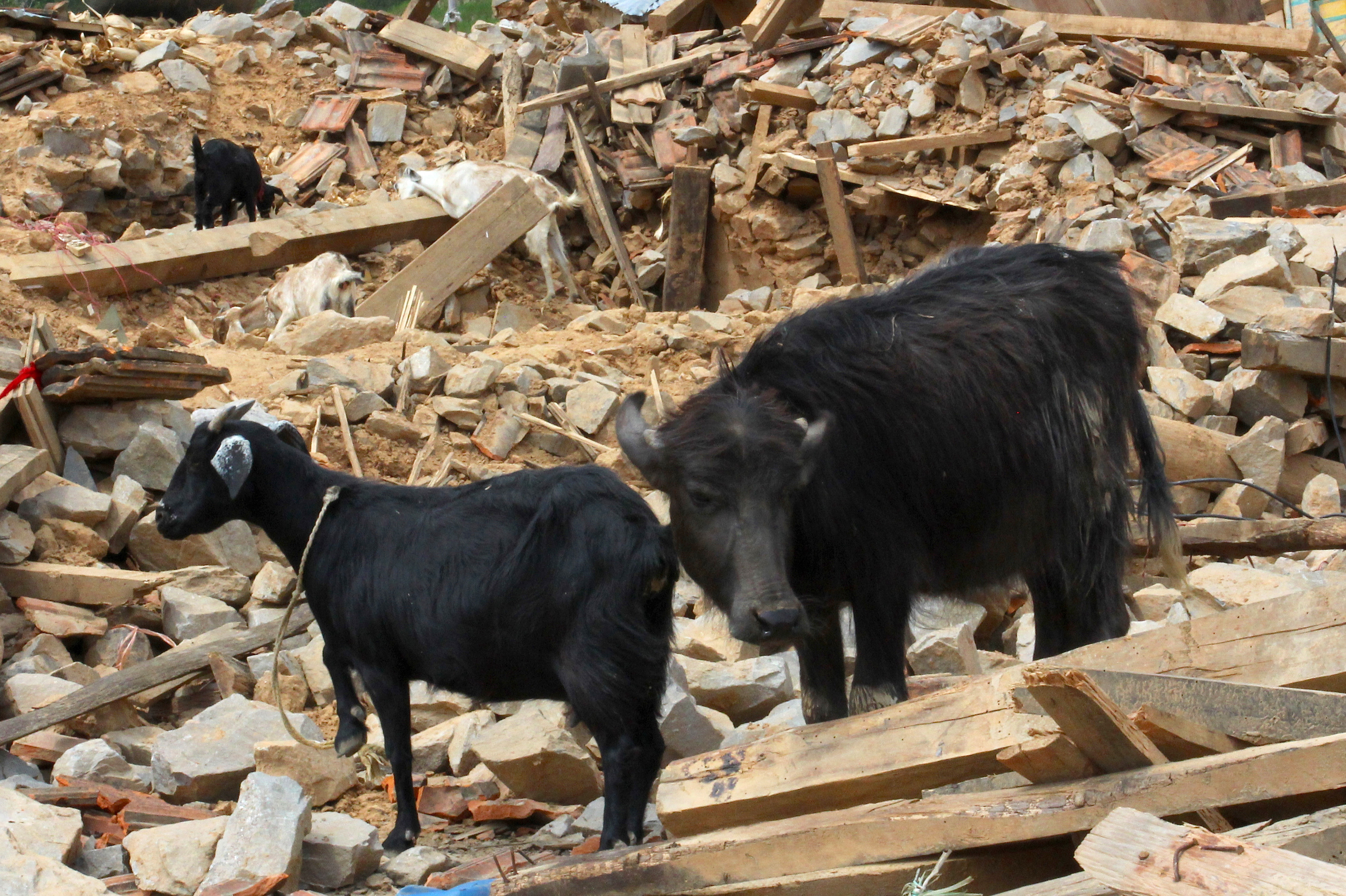 A six-month-old water buffalo calf and two adult female goats in the rubble of their former shelter, Kavre District, Nepal.