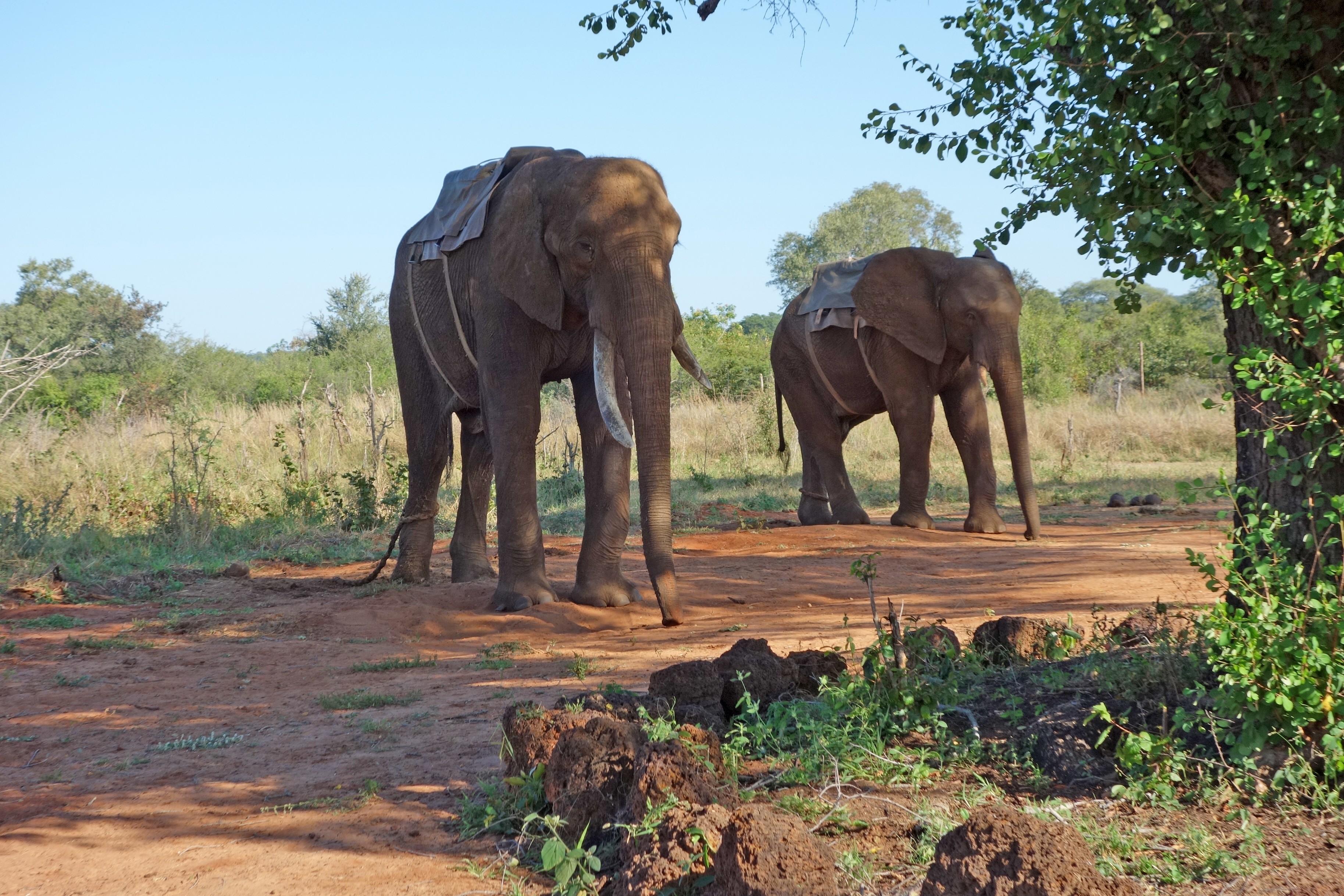 Two elephants are chained in their own habitat. 