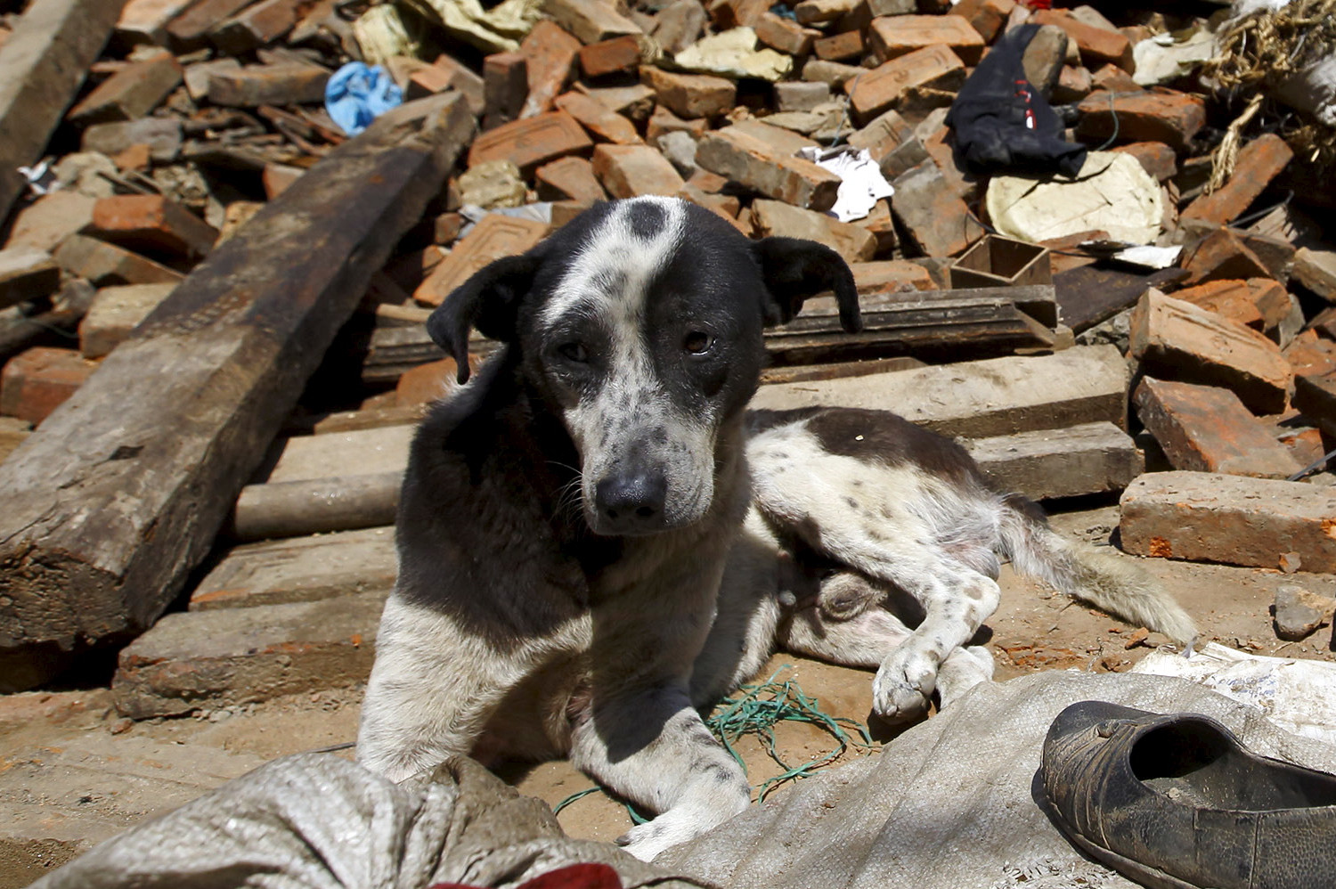 A dog sits in front of a mound of rubble of collapsed houses after Saturday's earthquake in Bhaktapur, Nepal April 27, 2015
