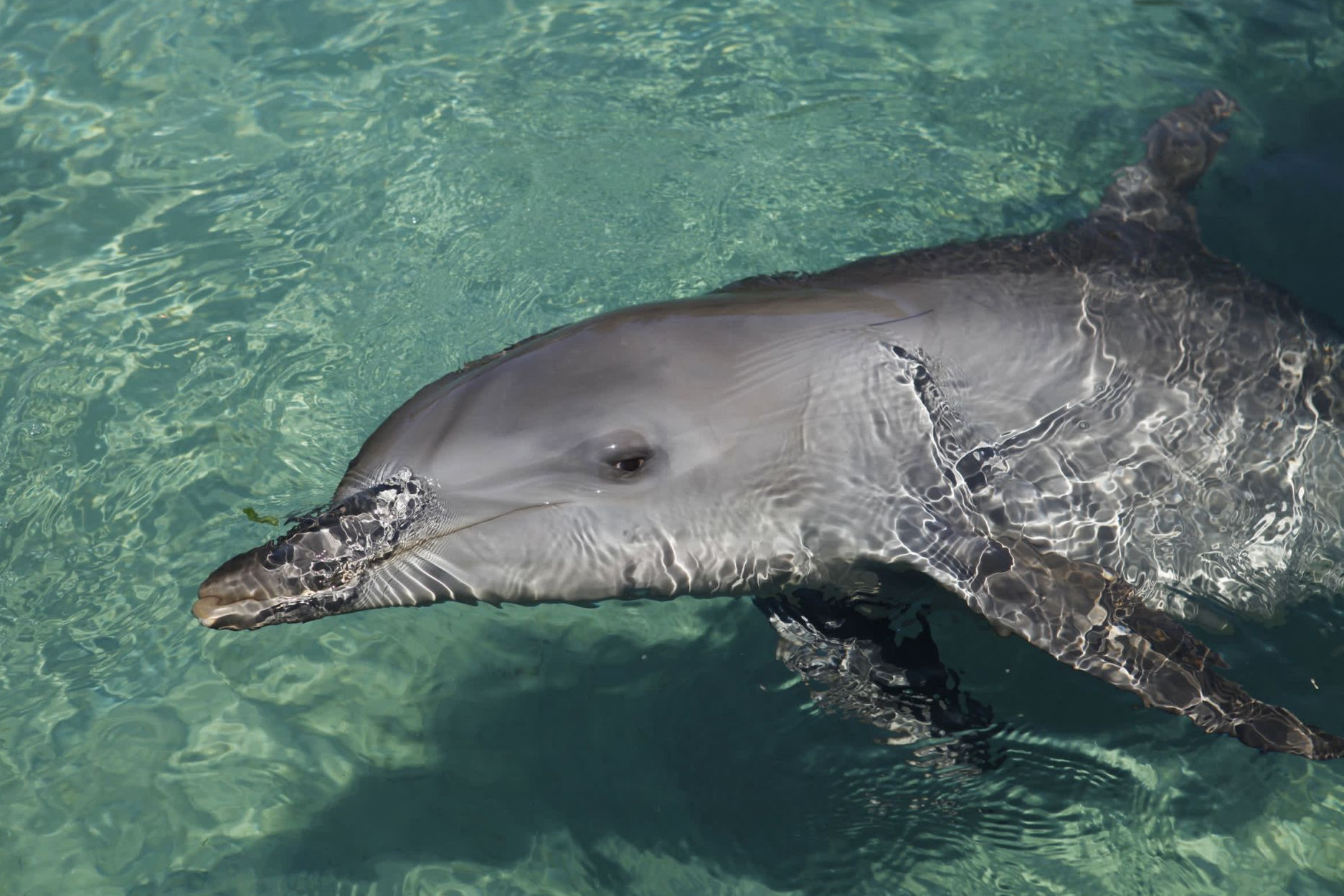 Dolphin in captivity at entertainment venue - World Animal Protection - Wildlife. Not entertainers