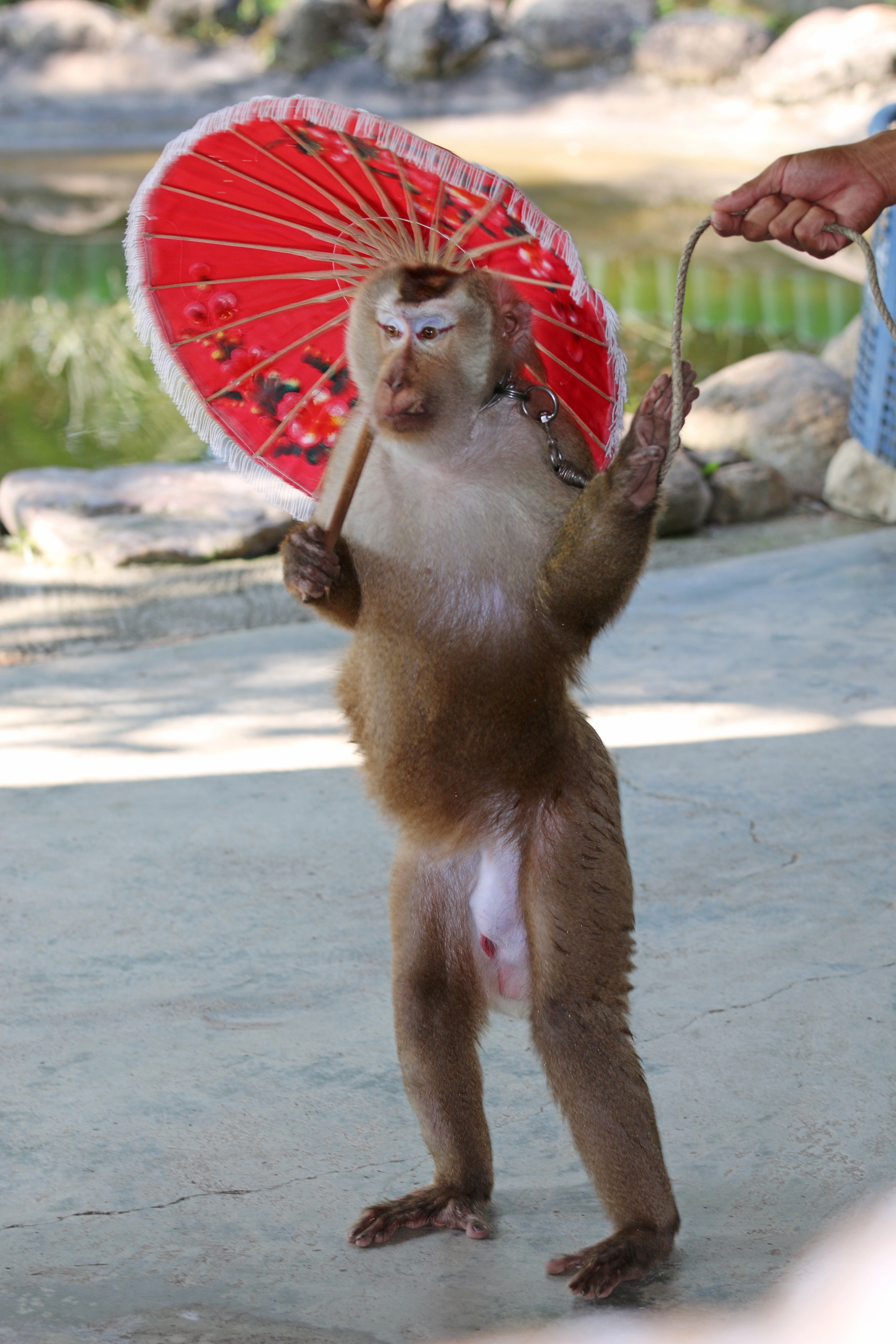 A macaque performs for tourists at an attraction in Thailand