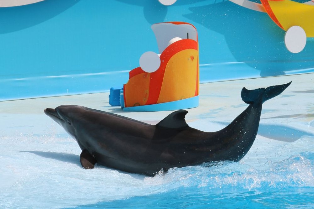 A dolphin performing for entertainment. Wildlife. Not entertainers - World Animal Protection