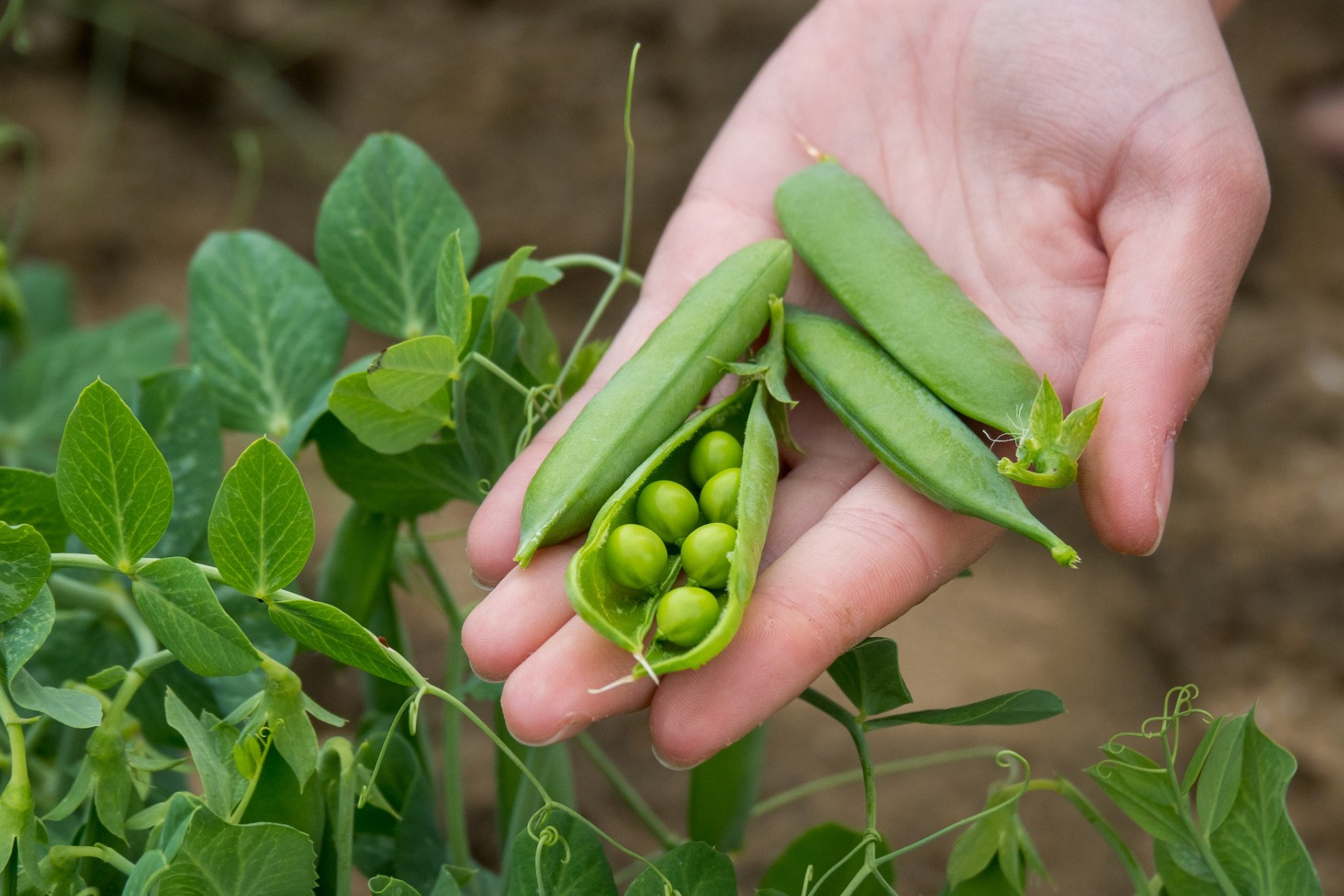 peas-plant-based-diet 