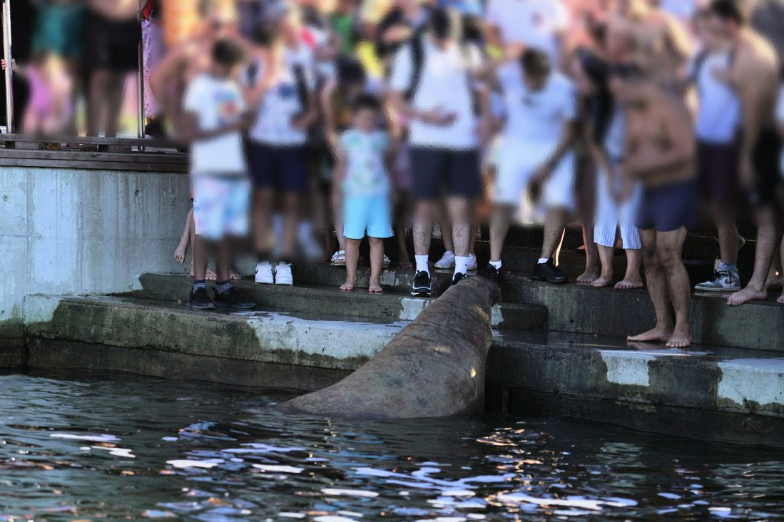 A walrus surrounded by human onlookers