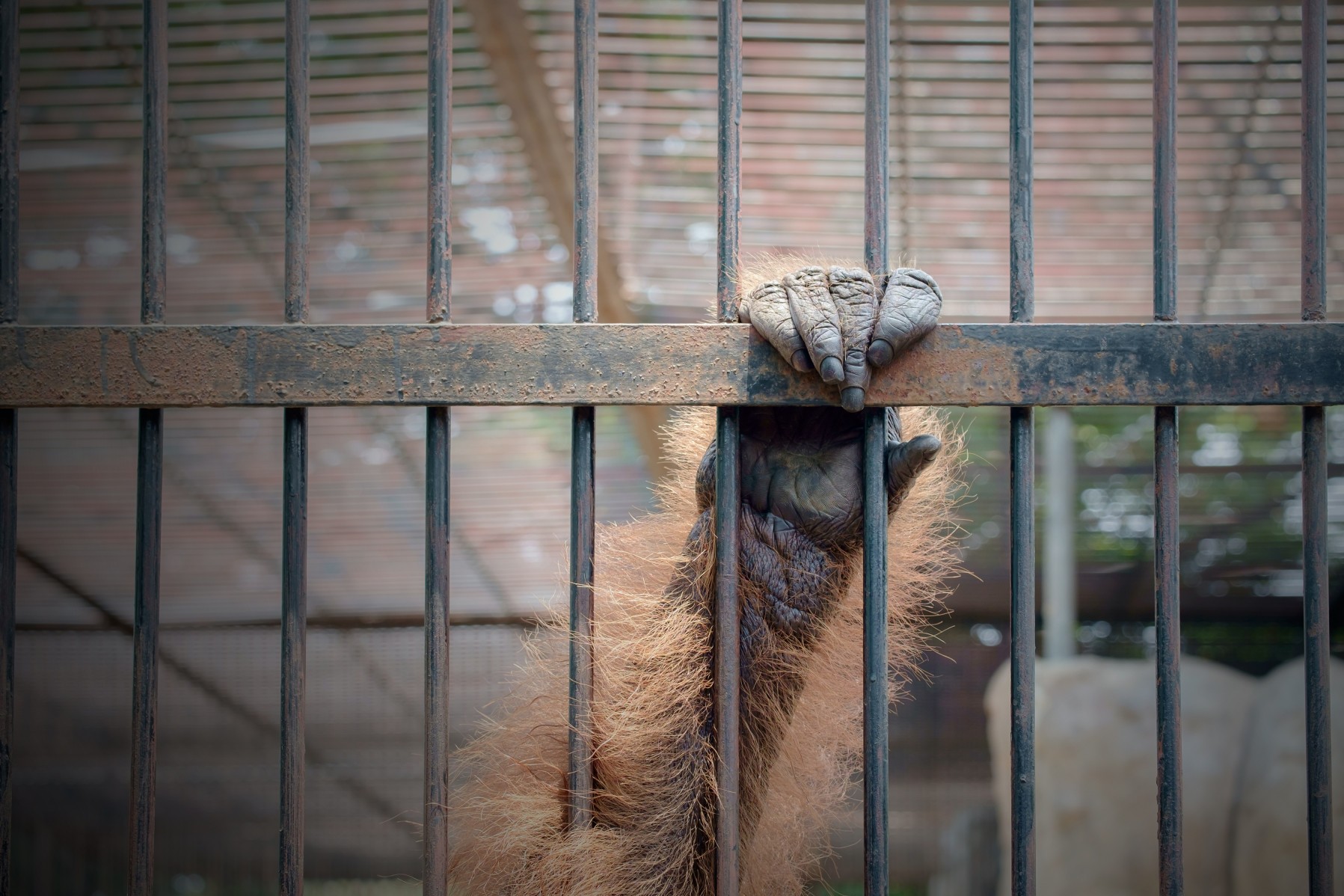 The hand of a monkey in a cage in the wildlife trade