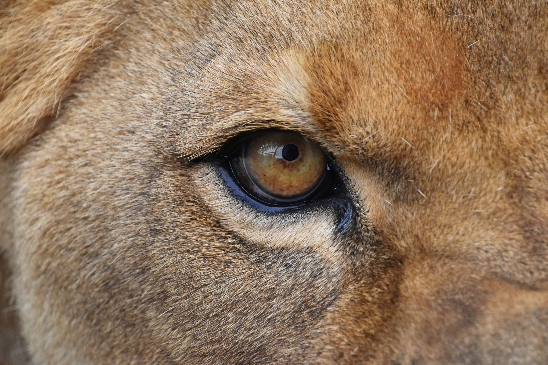 A closeup of a lion's eye