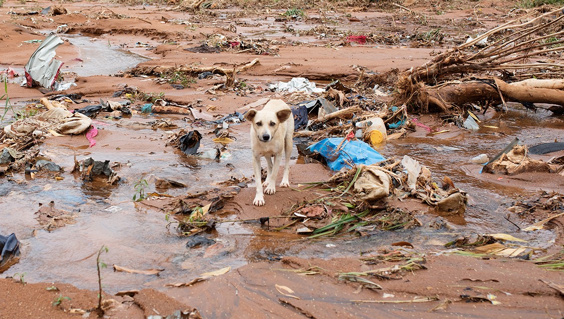 Sierra Leone dog at scene of mudslides