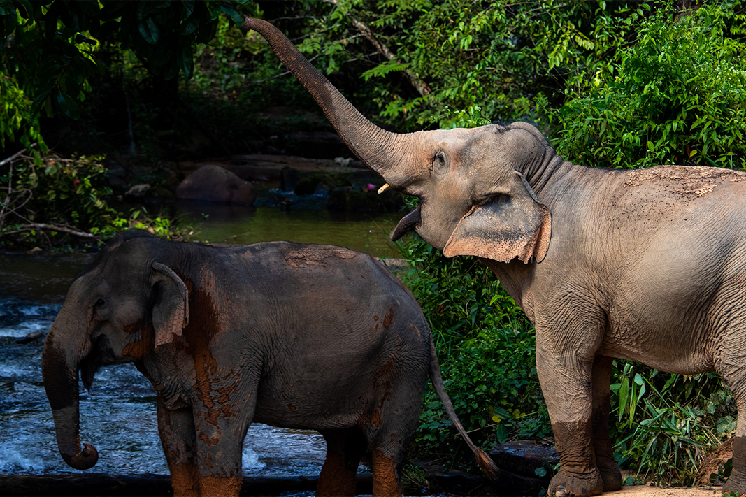 Two elephants by the river