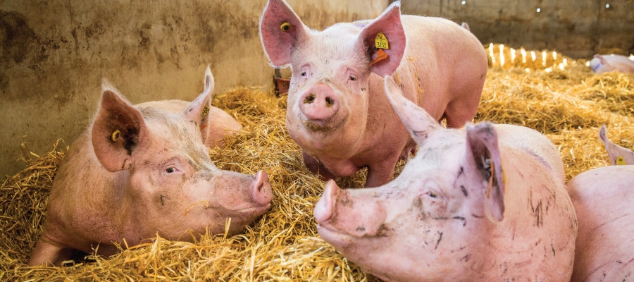 Pigs at a high welfare farm