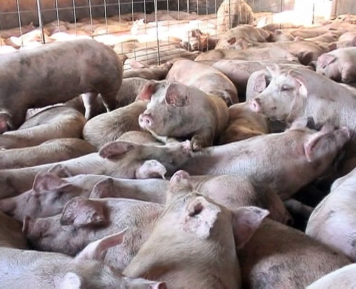 Pigs crowded together during transport.