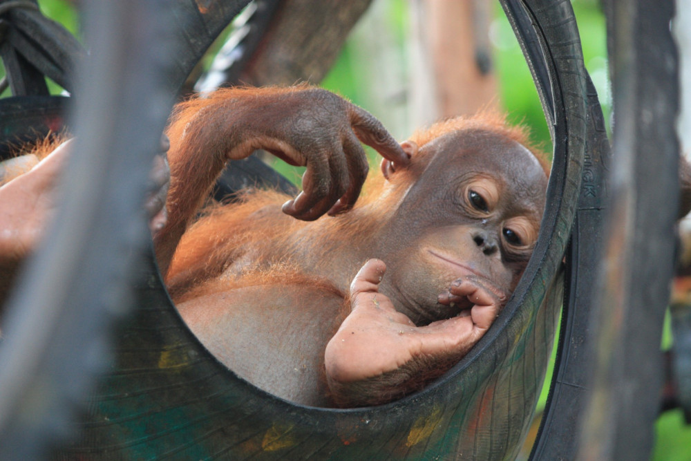 An orphan orangutan relaxes at Nyaru Menteng Rescue and Rehabilitation Centre