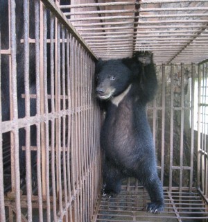 Pictured: A bear caged for bear bile in Vietnam.