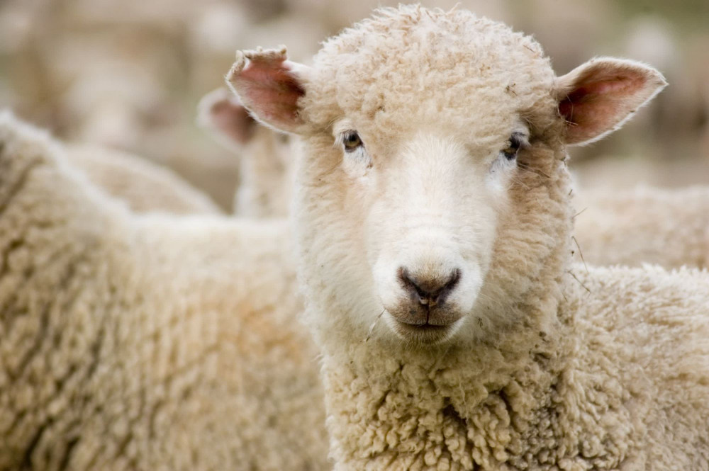 A closeup of a sheep's face