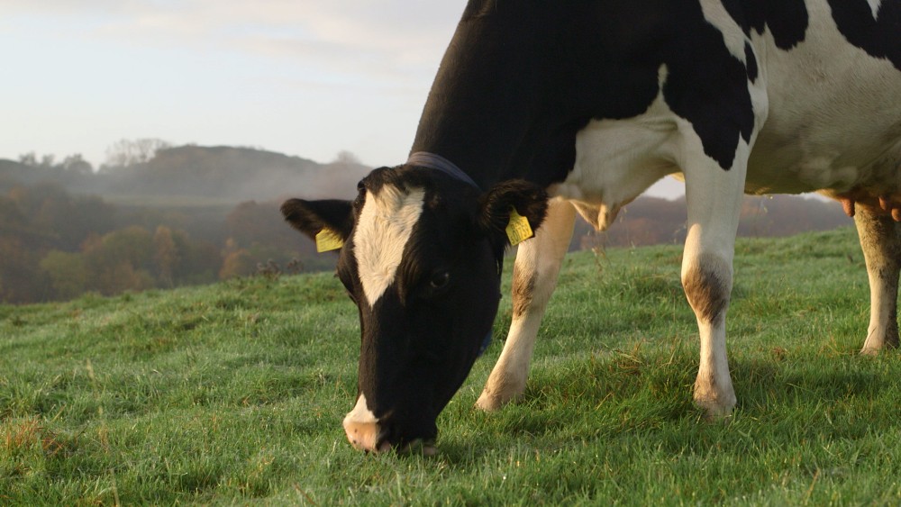 Dairy cow grazing on grass