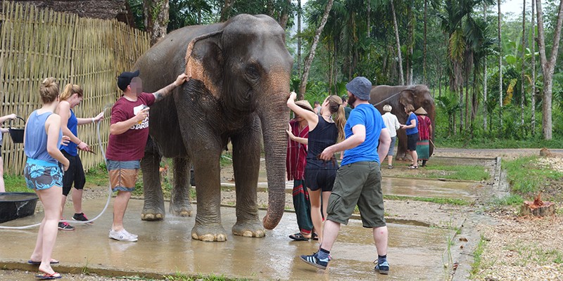 A group of tourists crowding around an elephant to wash it. Just behind them, you can see another group doing the same to another elephant.