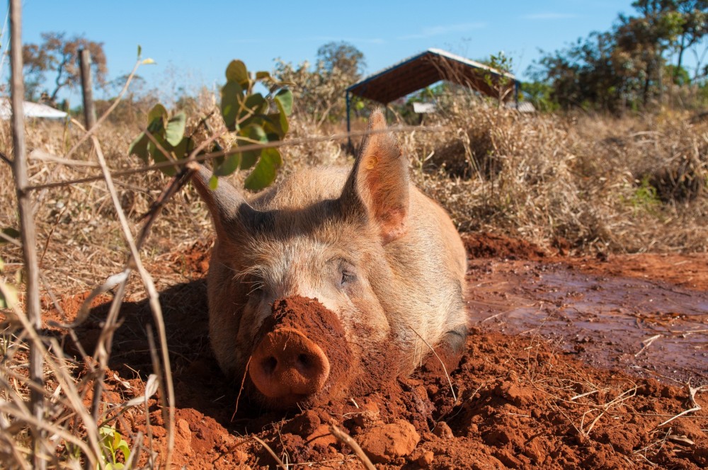 A pig at a free-range farm
