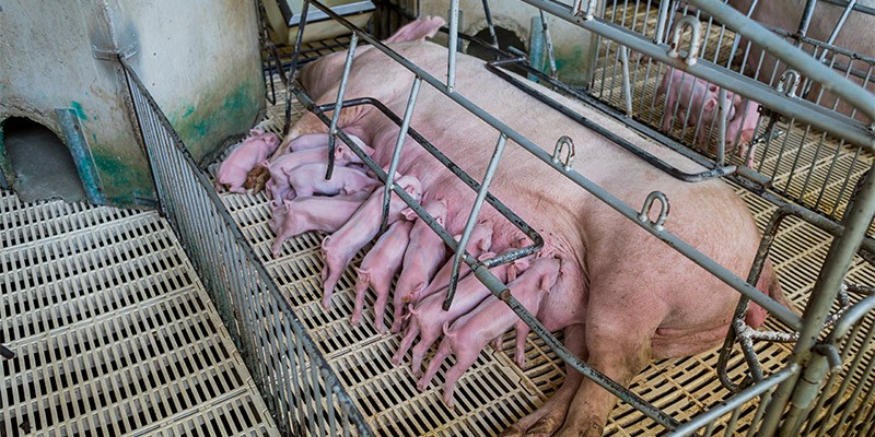 A mother pig with nursing piglets in an intensive farming system